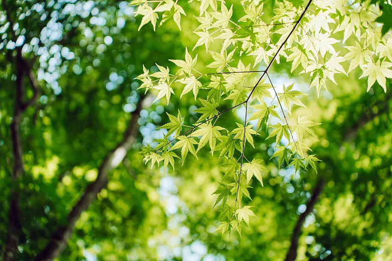 夏季旅行